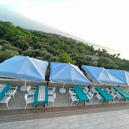 Beachway シダ